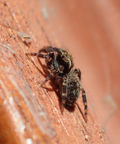 Pseudeuophrys erratica